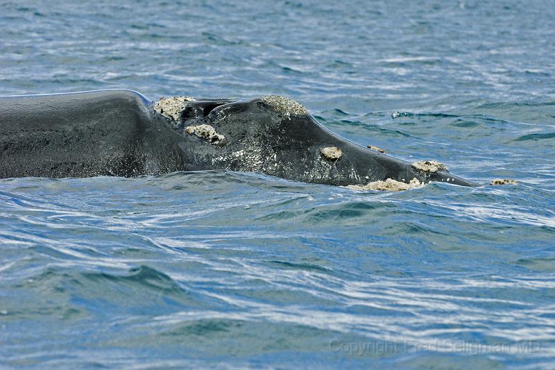 20071209 145836 D2X 4200x2800.jpg - Right Whale at Puerto Piramides, Argentina.  The head tends to be about 1/4 of its entire length of about 50 feet.  They weight about 120,000 lbs